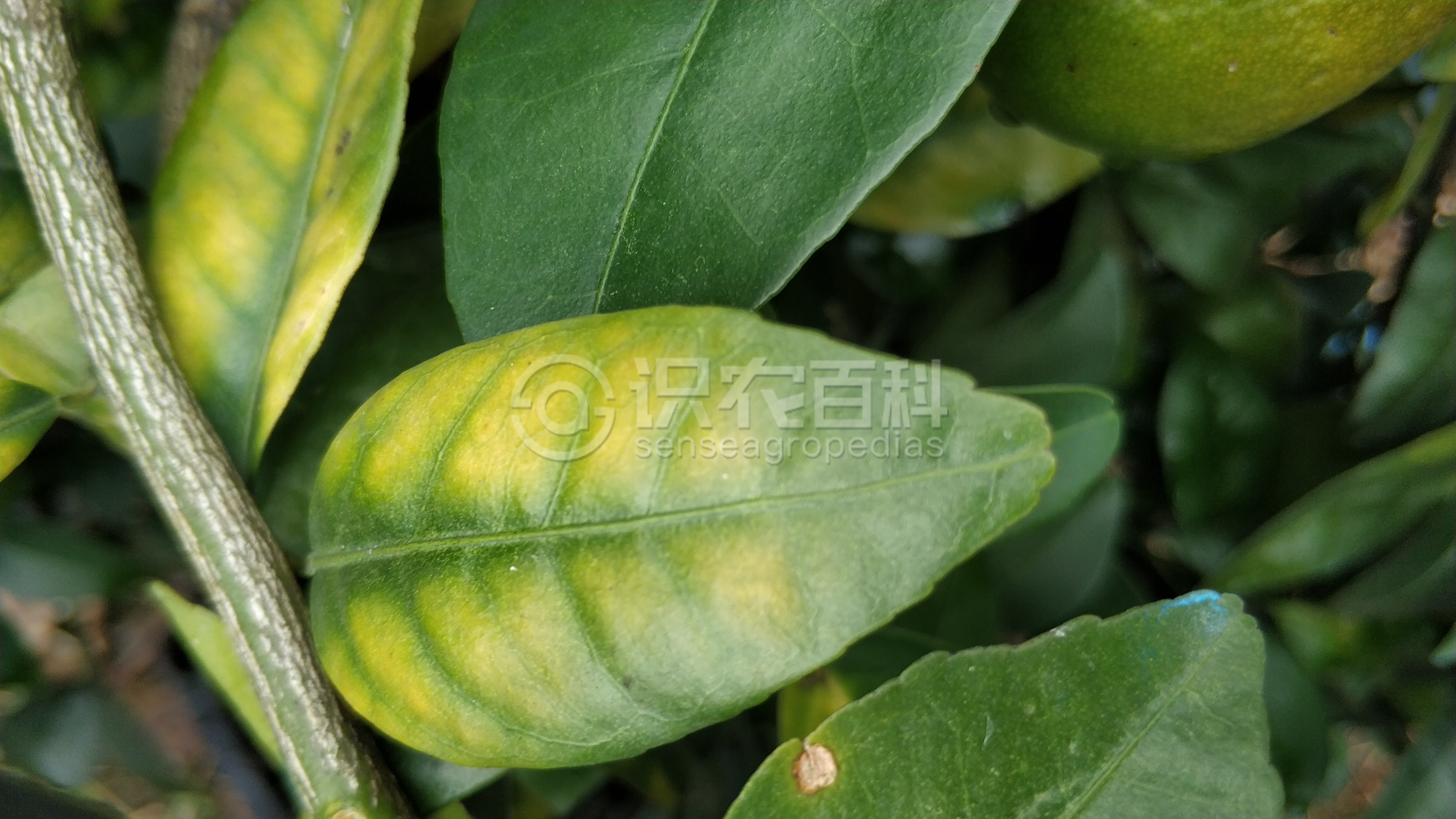 柑橘黄叶症状示例4