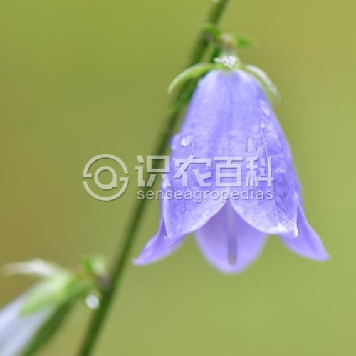 柑橘黄叶症状示例3