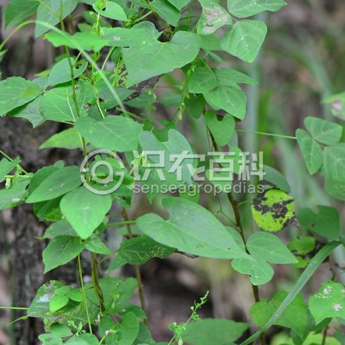 柑橘黄叶症状示例1