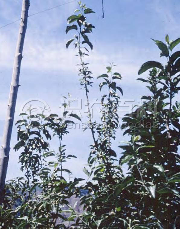 柑橘黄叶症状示例1