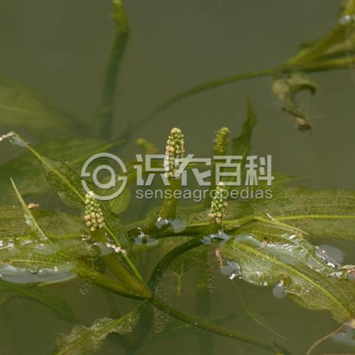 柑橘黄叶症状示例3