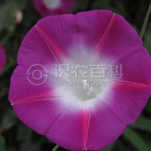 柑橘黄叶症状示例4