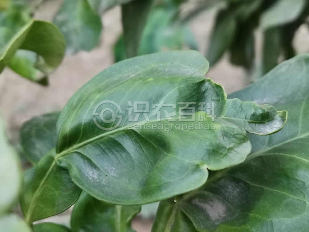 柑橘黄叶症状示例1