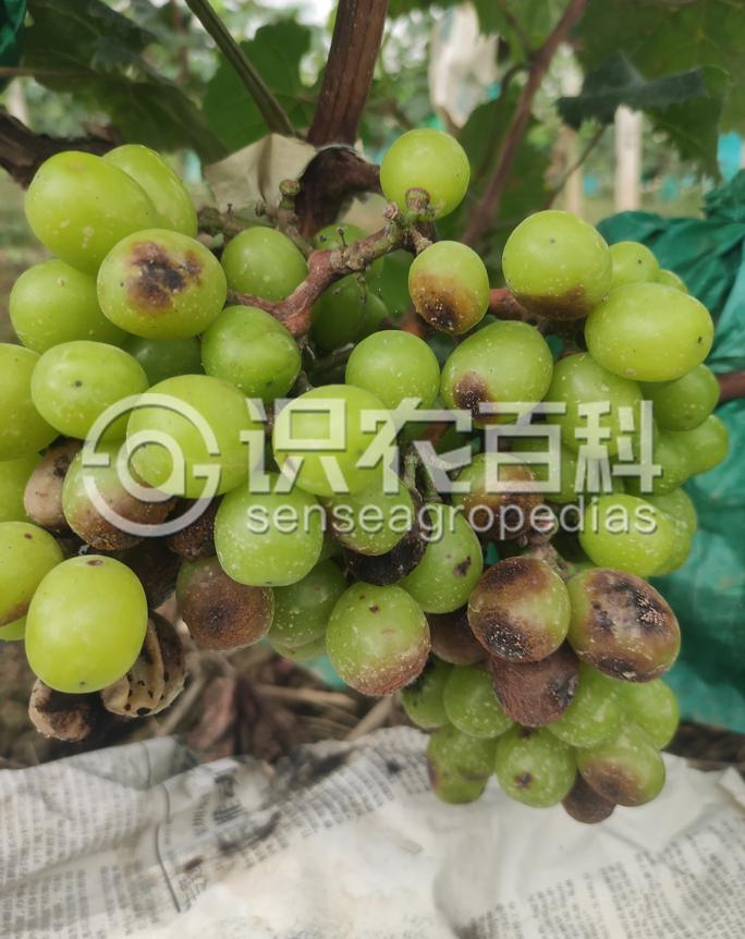 柑橘黄叶症状示例2
