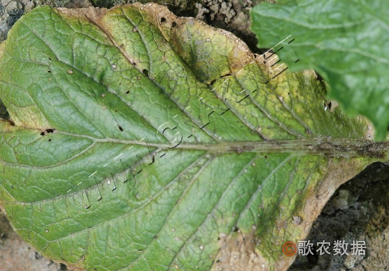 柑橘黄叶症状示例0