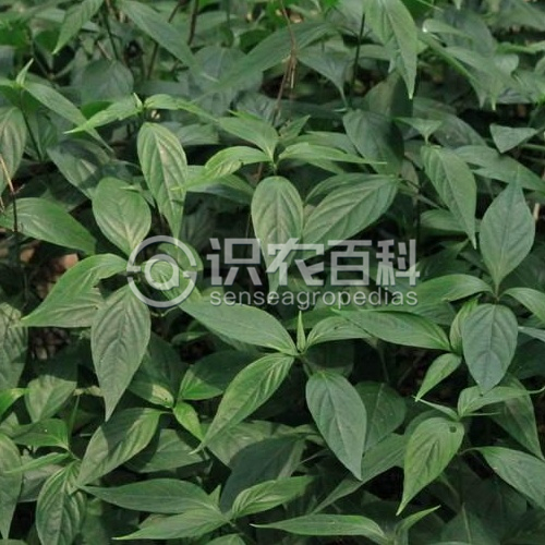 柑橘黄叶症状示例1
