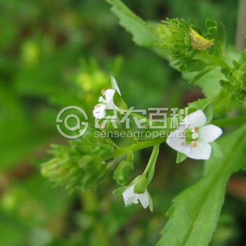 柑橘黄叶症状示例3