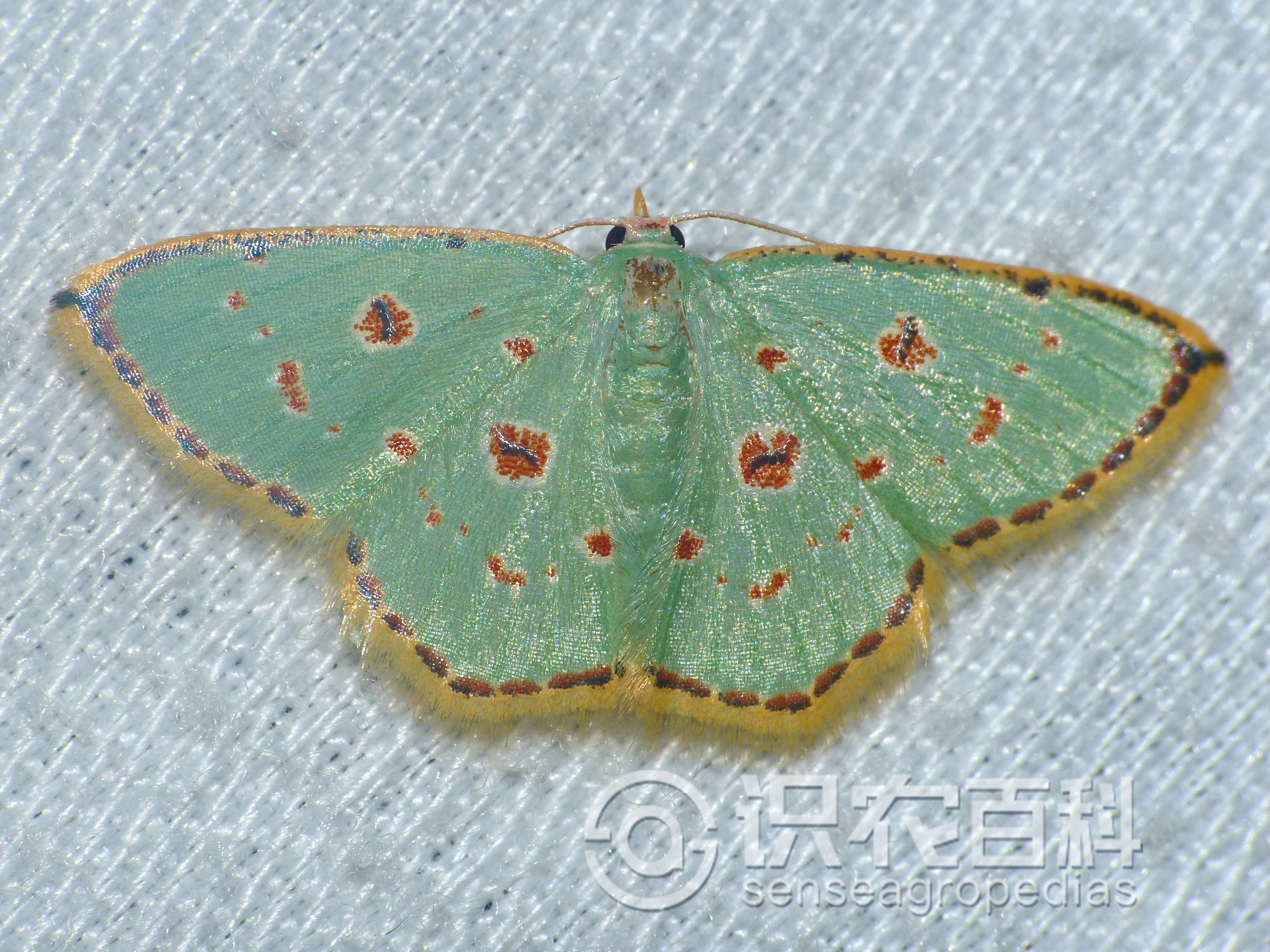 柑橘黄叶症状示例3