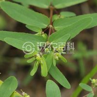 柑橘黄叶症状示例0