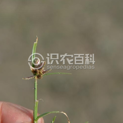 柑橘黄叶症状示例2