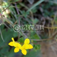 柑橘黄叶症状示例0