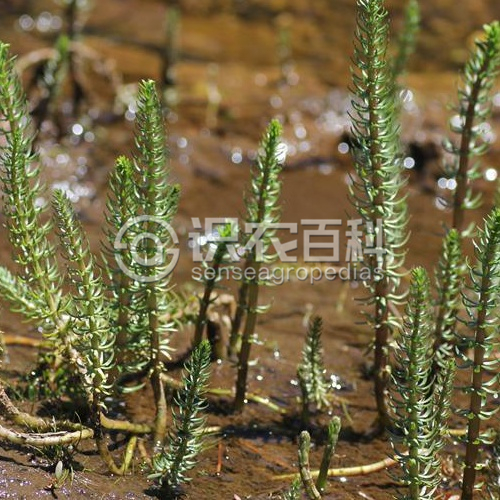 柑橘黄叶症状示例1