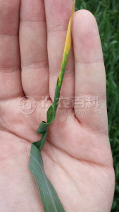 柑橘黄叶症状示例1