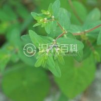 柑橘黄叶症状示例0