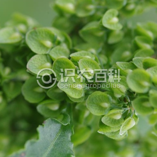 柑橘黄叶症状示例5