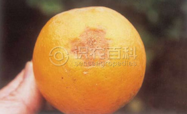 柑橘黄叶症状示例3