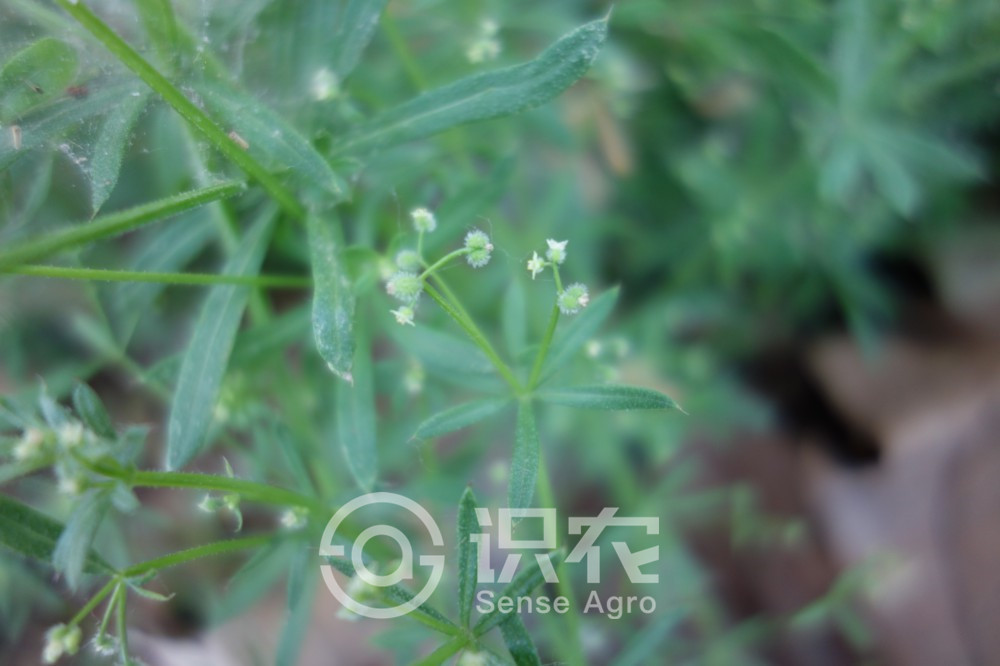 柑橘黄叶症状示例5