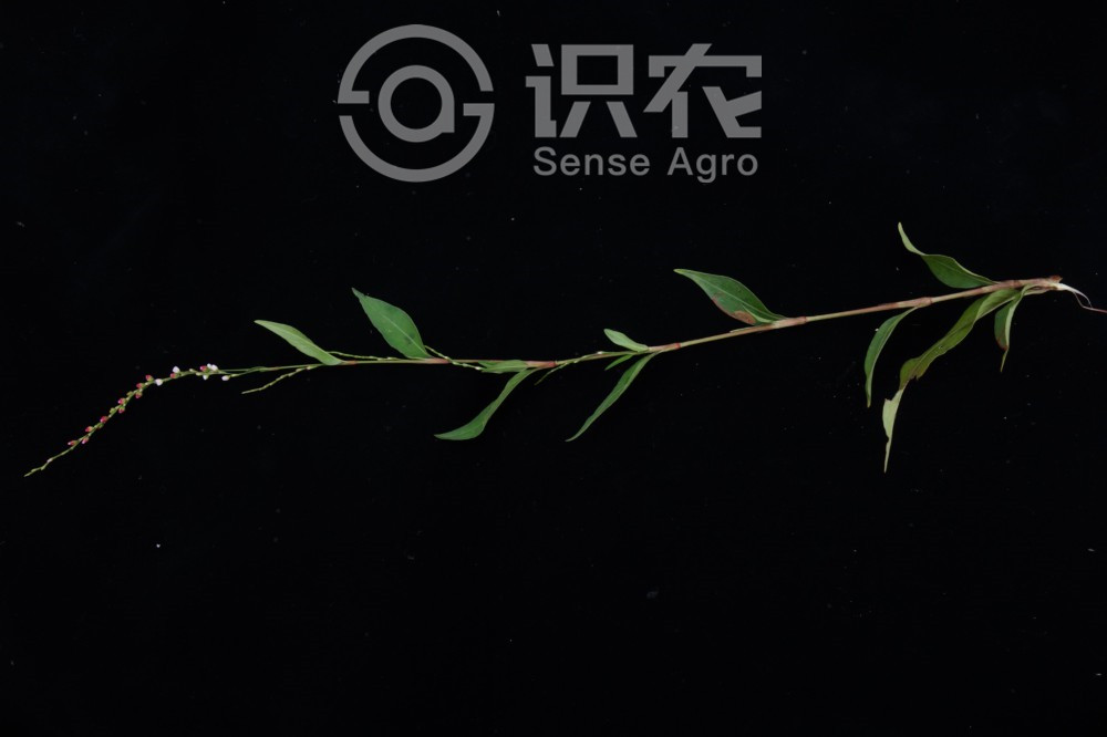 柑橘黄叶症状示例4