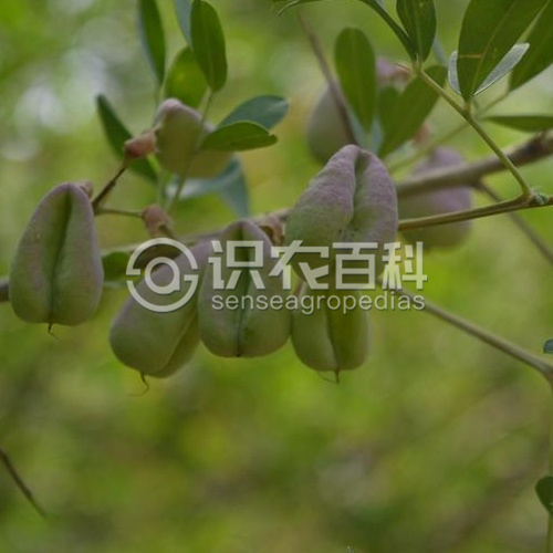 柑橘黄叶症状示例1