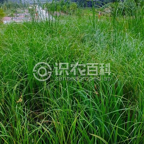 柑橘黄叶症状示例3