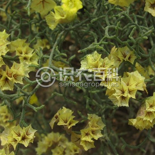 柑橘黄叶症状示例1