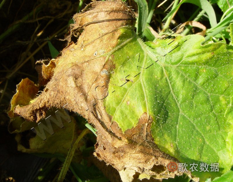 柑橘黄叶症状示例0