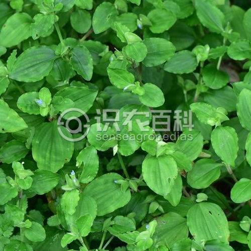 柑橘黄叶症状示例1