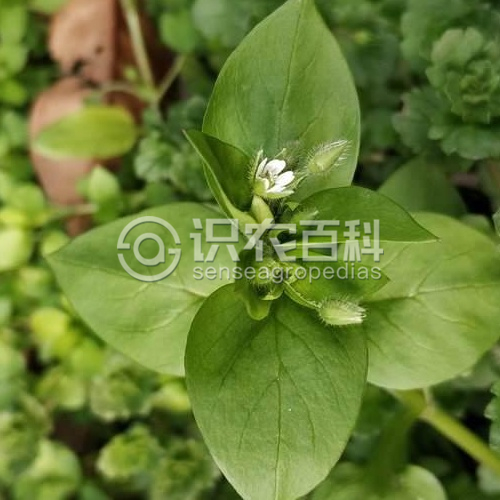 柑橘黄叶症状示例2
