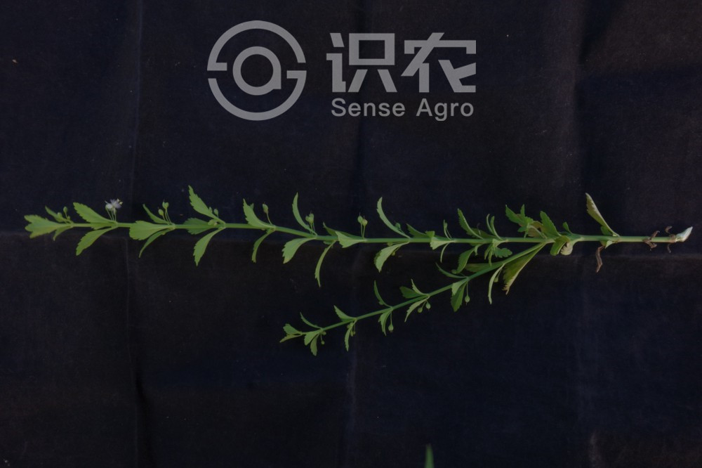 柑橘黄叶症状示例2