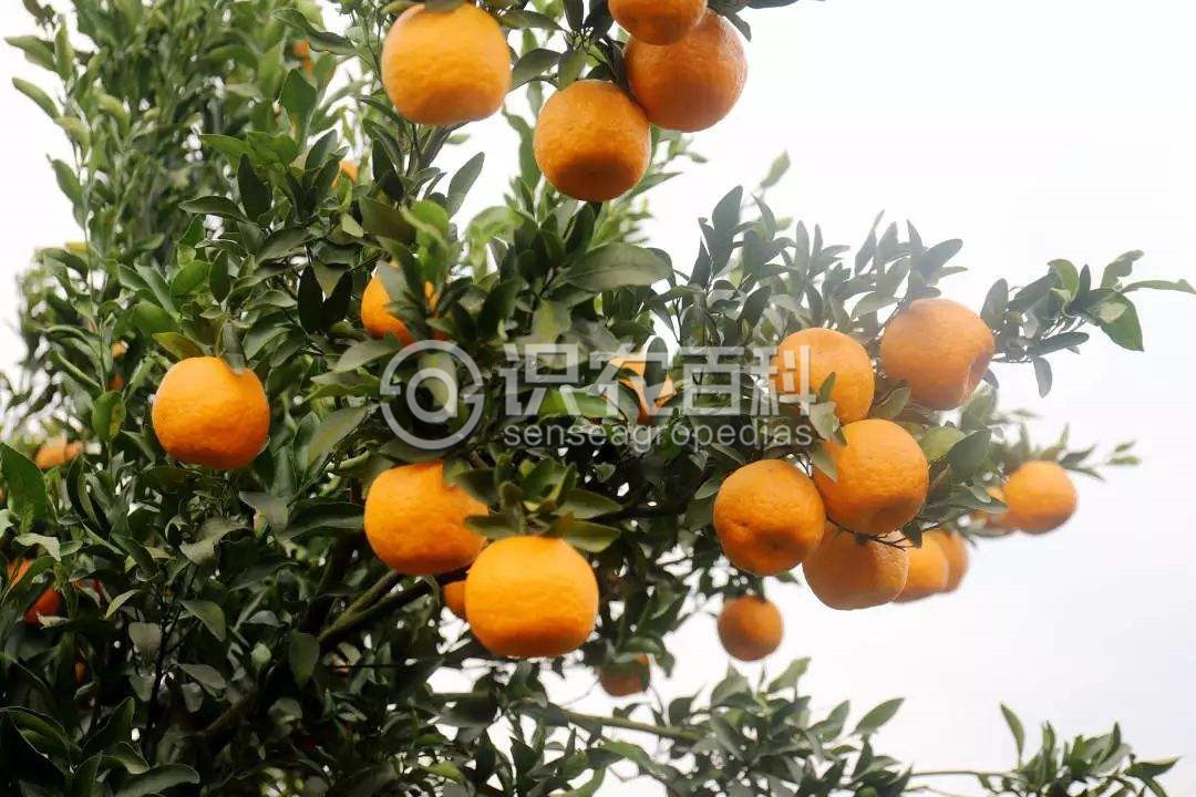 柑橘黄叶症状示例3