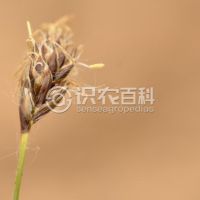 柑橘黄叶症状示例0
