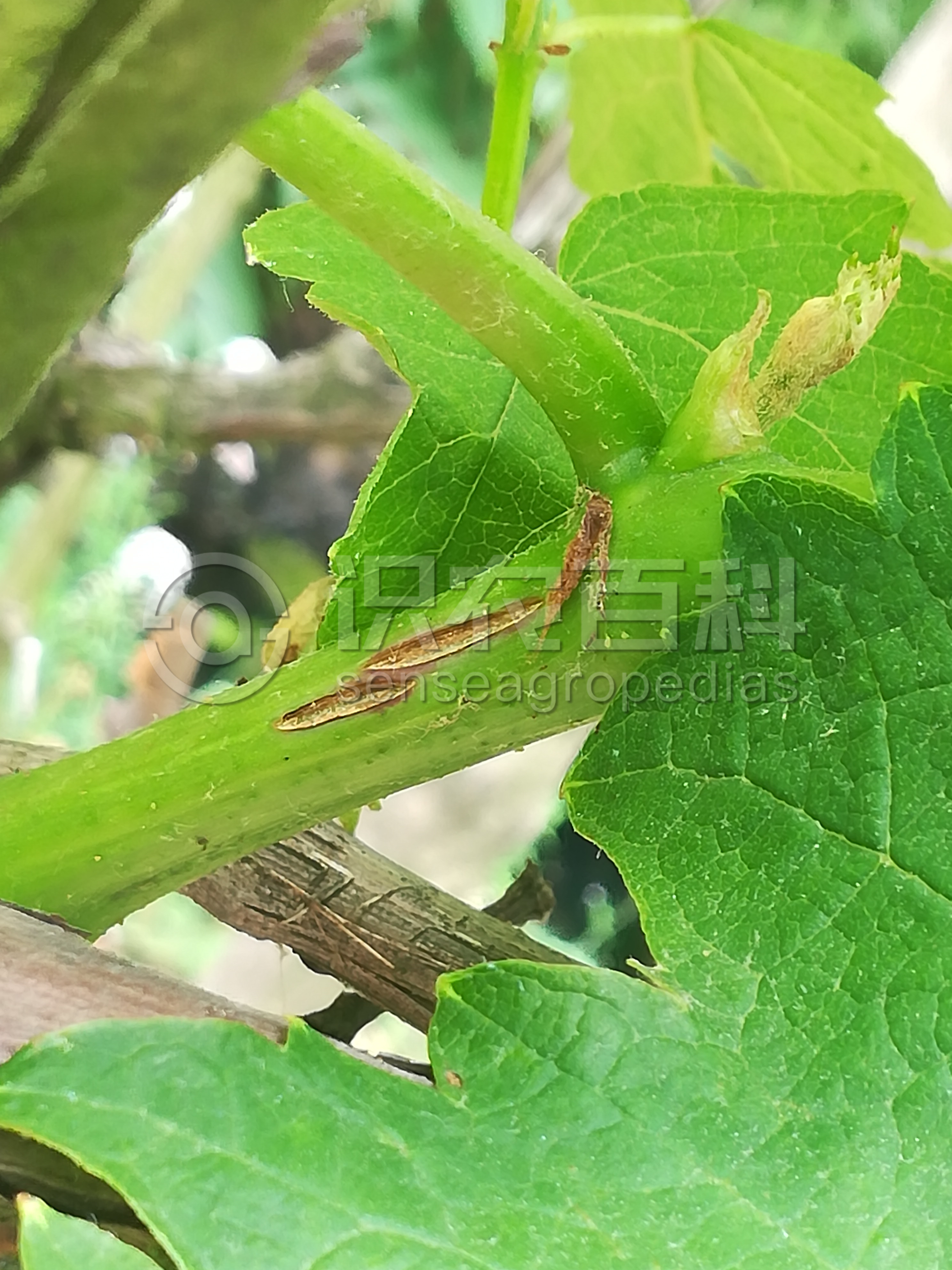 柑橘黄叶症状示例3