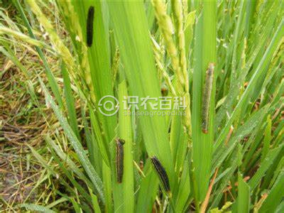 水稻粘虫