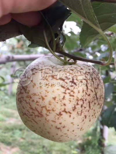 苹果裂果病