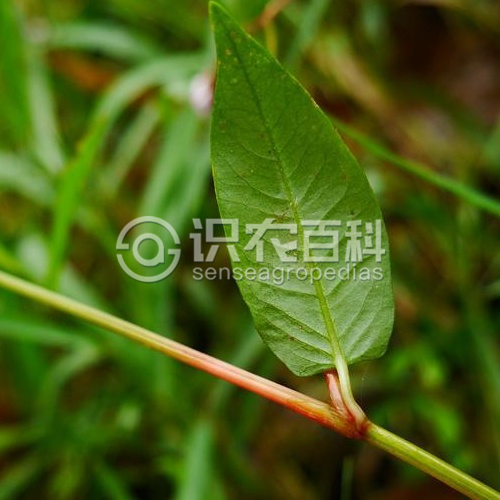 柑橘黄叶症状示例3