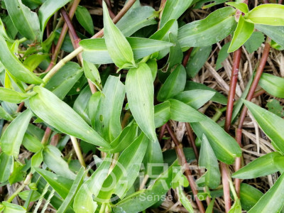 竹节菜