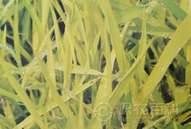柑橘黄叶症状示例2