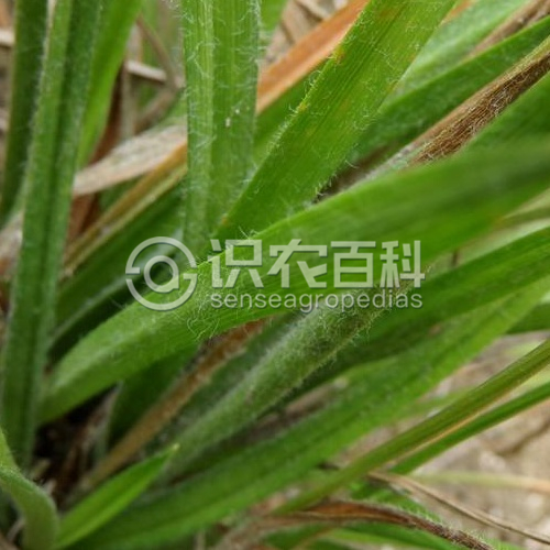 柑橘黄叶症状示例2