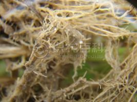 柑橘黄叶症状示例0
