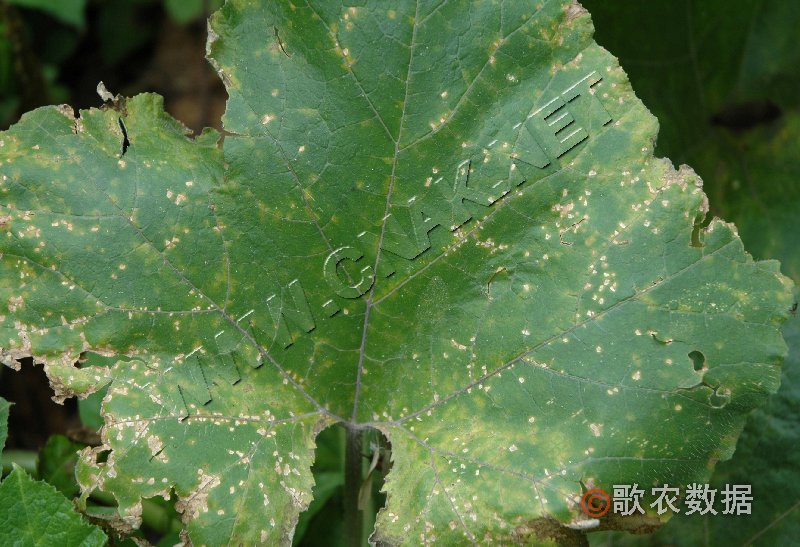 柑橘黄叶症状示例0