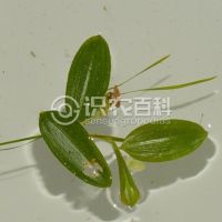 柑橘黄叶症状示例0