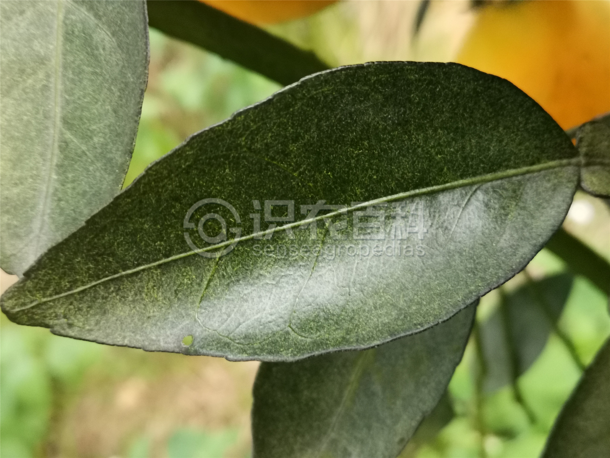柑橘黄叶症状示例1