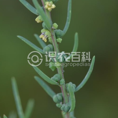 柑橘黄叶症状示例3