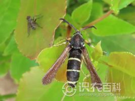 柑橘黄叶症状示例0