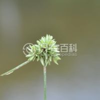 柑橘黄叶症状示例0