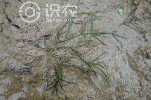 柑橘黄叶症状示例0
