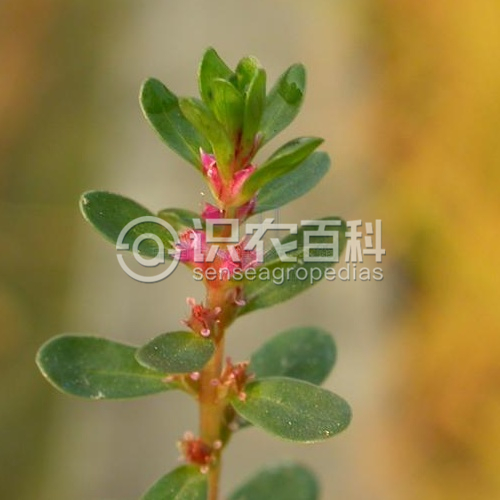 柑橘黄叶症状示例3