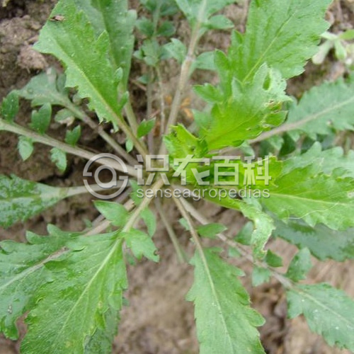 柑橘黄叶症状示例3