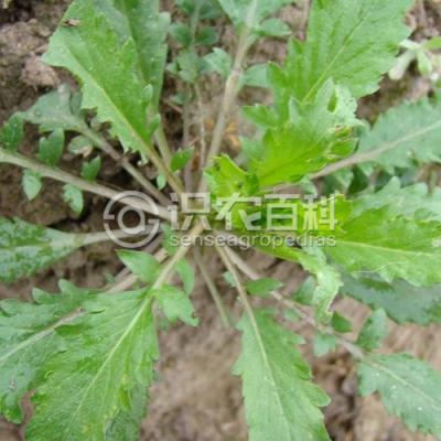 北美独行菜