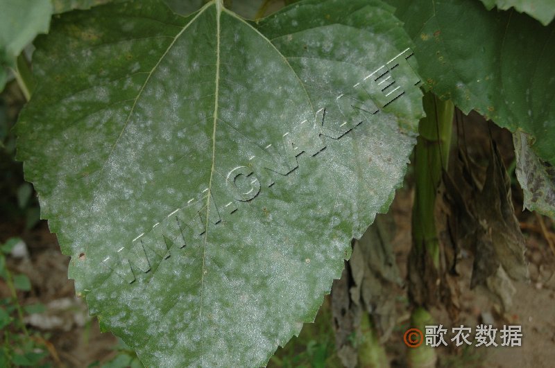 柑橘黄叶症状示例0